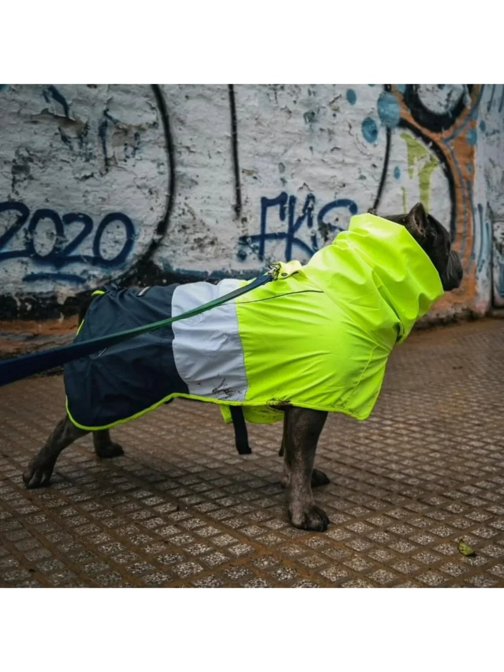 Waterproof Windproof Dog Raincoat - Reflective Full-Body Jacket for All Sizes